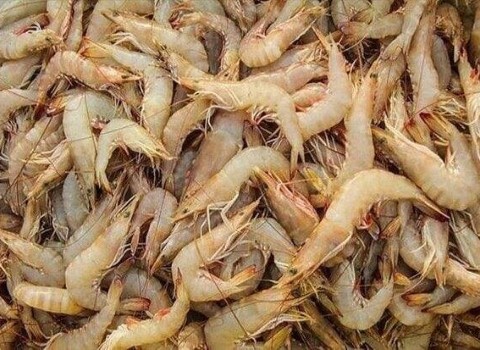 تصویر 2 از خرید و قیمت میگو پرورشی بوشهر + فروش صادراتی